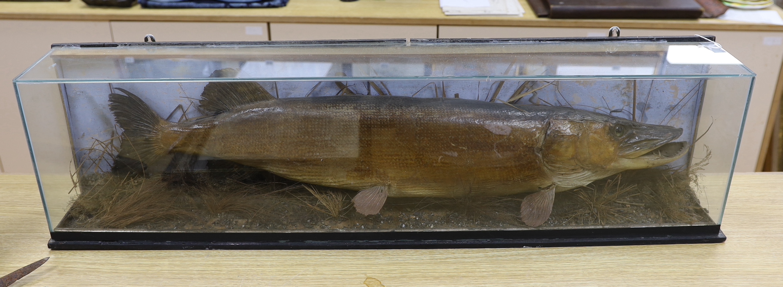 A cased taxidermy pike, 97cm long